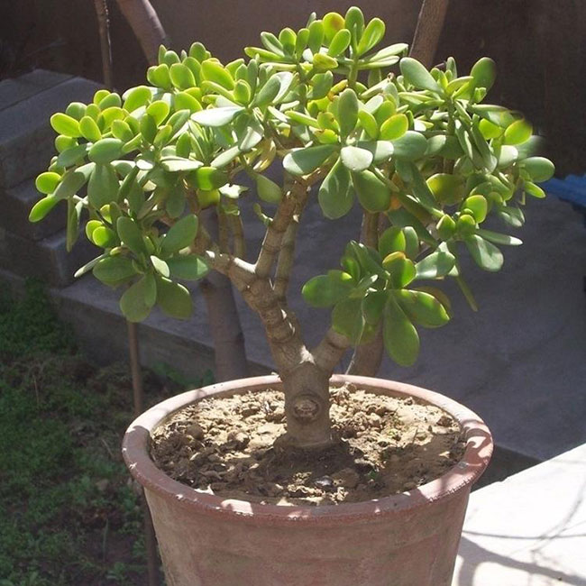 5種便宜花卉，越養(yǎng)越值錢