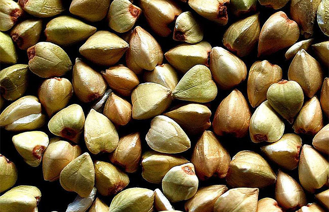 苦蕎麥價(jià)格多少錢一棵?苦蕎麥如何種植?