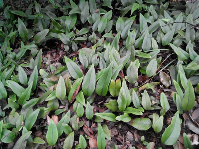 石韋的功效與作用有哪些？石韋種植前景怎么樣？