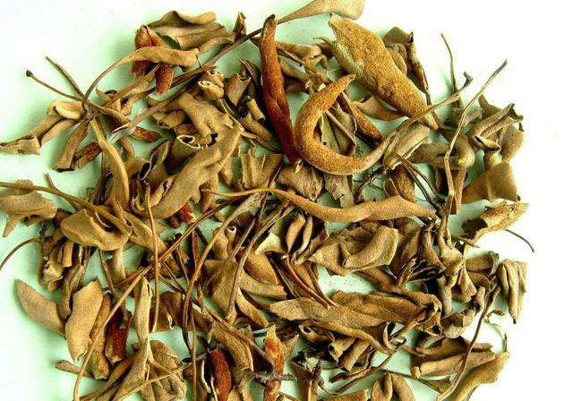 石韋的功效與作用有哪些？石韋種植前景怎么樣？