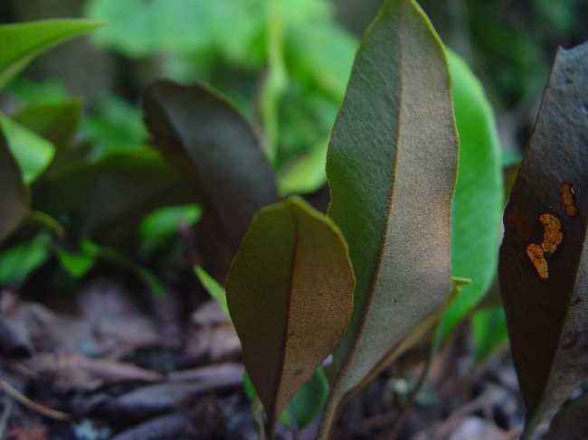 石韋的功效與作用有哪些？石韋種植前景怎么樣？