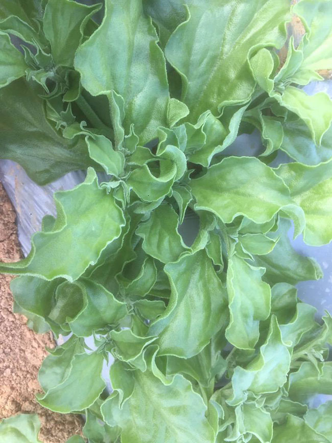 冰草又名冰菜，近幾年在市場上是極為熱銷的綠色菜品。冰草營養價值高，吃起來口感鮮美，營養價值高，市場價格很高，種植經濟效益很不錯。冰草以前我國是沒有的，它原產非洲，后來因為經濟營養價值高，引種種植，目前的發展前景很不錯。那么美，種植冰草有前景嗎?種植冰草收入怎樣?下面我們一起來看看吧!  一、種植冰草有前景嗎? 冰草是一種新的特色食材，它的表面有水滴狀的結晶，看起來表面結了一層冰，所以取名冰菜。冰草吃起來爽口、多汁，營養價值高，一公斤售價十幾元，很受市場歡迎。冰草的生長期長達6個月，一年可以種植兩茬，畝產量高達3000公斤，按照現在的行情，每公斤冰菜可以賣到10元，種植效益非常可觀。冰草不僅可以食用，還能起到美容、預防三高的作用，種植前景很不錯。  二、種植冰草收入怎樣? 冰草是一種比較爽口的蔬菜，食用方法也很多，用它配上一些芝麻醬，然后蘸著醬，非常好吃。冰草是我國產的，它是從非洲引進來的，種植的時候要提高肥水的使用效率，這樣有助于增產。冰草口感脆嫩，以做涼拌菜為主。冰草屬于高端蔬菜，多數從大連等地引進，售價高達30元每公斤。從去年春天開始，范學江經朋友介紹開始嘗試種植冰菜，經過一年的嘗試，發現種植冰草的收入很可觀，產地收購價10元每公斤，一畝地可產3000公斤，那么一畝地最低收益3萬元。  三、種植冰草的方法 1、播種 冰草種子小，浸種催芽，播種溫度控制在20℃，薄土覆蓋，播種后35—40天可出芽，培育苗高5厘米左右就可以移栽入圃了。 2、移栽 冰菜耐干旱性強，透氣好、排水良好的土壤種植效果好，移栽幼苗的時候注意溫度和光照，株距為30~40cm，控制行距，移栽后澆一次大水，緩苗大約10左右恢復長勢。 3、管理 給冰菜澆水的時候添加點食用鹽，葉面出現萎蔫的時候就可以澆水了，時間盡量清晨，溫度在10~30℃生長快，低于10℃發生凍害，夏季養護采取遮光措施。 4、采收 葉面附著的結晶成型之后就是冰菜采收的時間，一般2個月左右就可采收，生長高度在10cm左右。采收后的蔬菜需要低溫環境中保存，環境溫度過高，會導致冰草變質。 以上就是關于種植冰草有前景嗎和種植冰草收入怎樣的相關介紹，冰草產地批發報價可到中國花木網查詢，以上價格信息均是花木網商家提供的實時報價，不過因為苗木行情變化較大，所以僅供參考，采購冰草可查詢商家電話詢價。