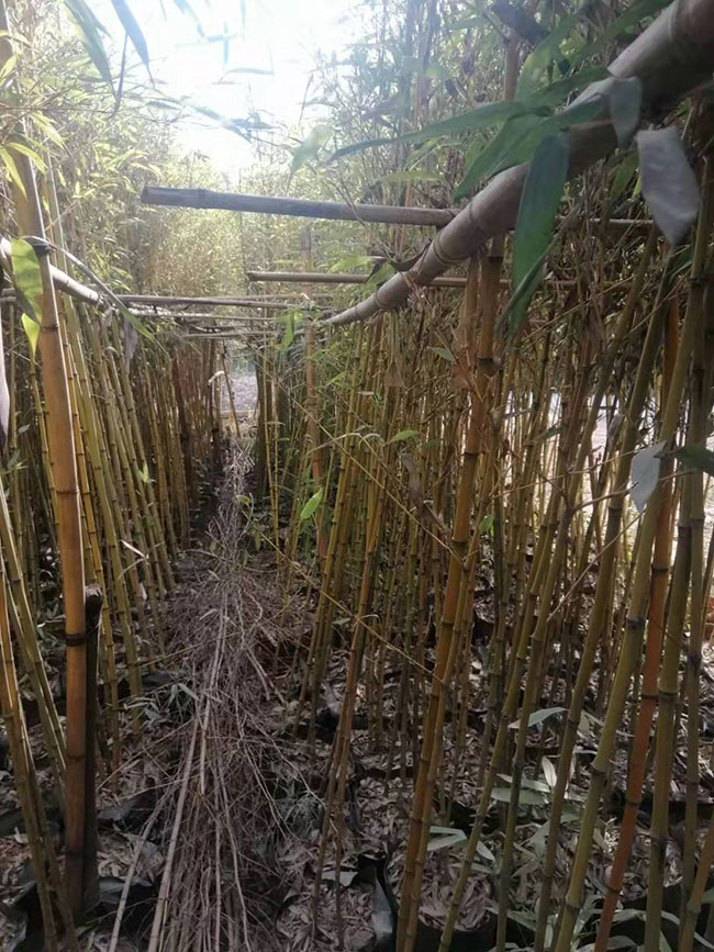 竹子的象征意義是什么