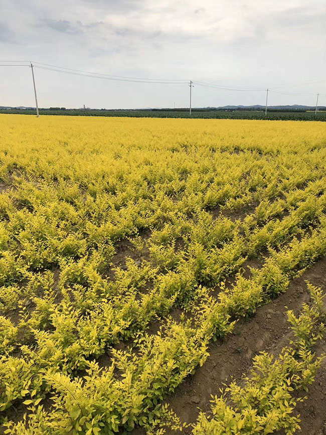 什么是白榆?家榆和白榆有什么區(qū)別?