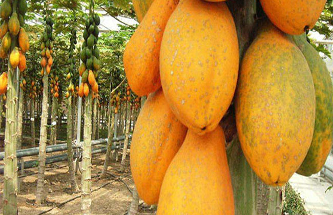 木瓜樹多少錢一棵?2020年木瓜樹價格最新價格