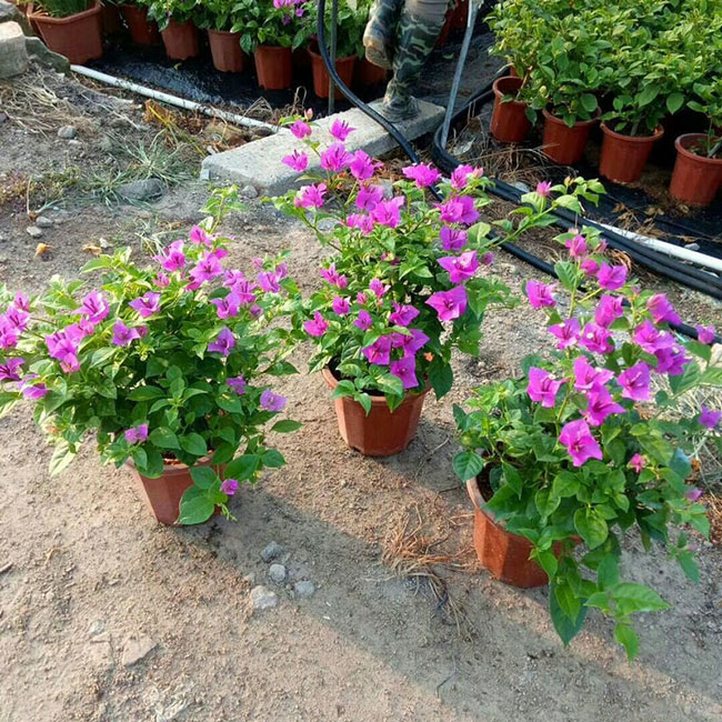 三角梅產地的在哪里?中國最大三角梅的產地