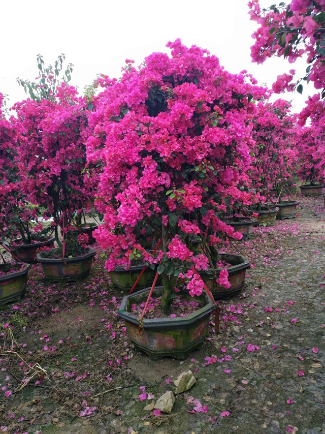 三角梅葉子發黃的處理方法