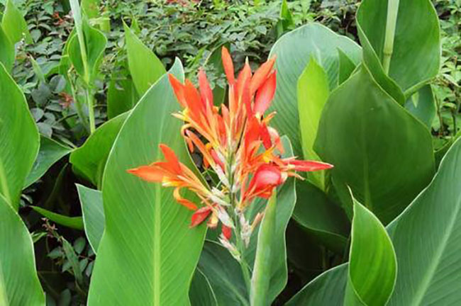 美人蕉的花語是什么?美人蕉的寓意和象征