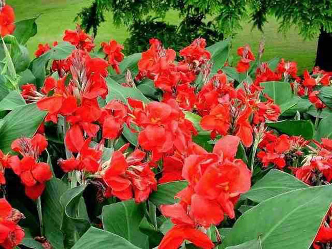 美人蕉的花語是什么?美人蕉的寓意和象征