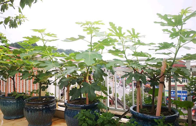 盆栽無花果