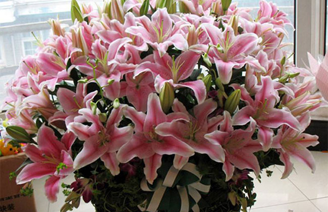 百合花