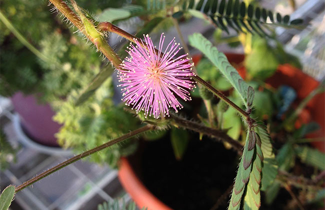 含羞草的花語是什么?含羞草的寓意和象征