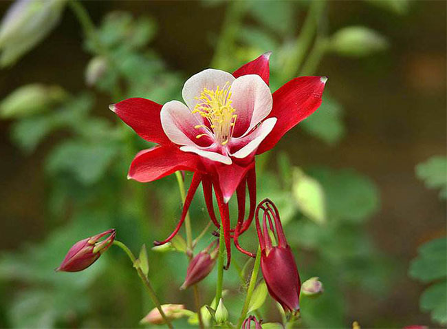 耬斗菜