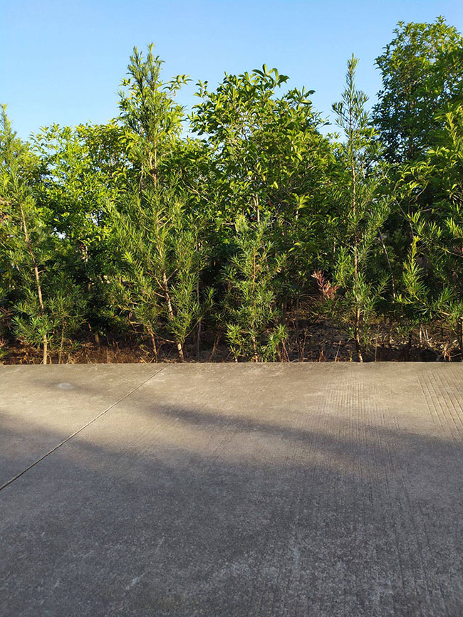 羅漢松的價格多少錢一棵?羅漢松如何種植?