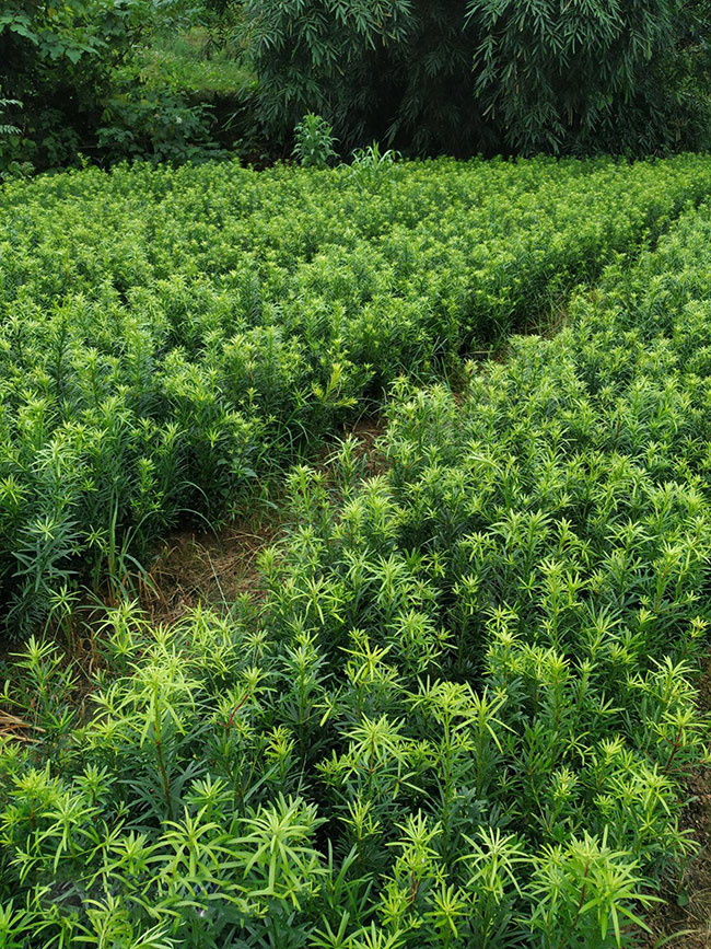 羅漢松的價格多少錢一棵?羅漢松如何種植?