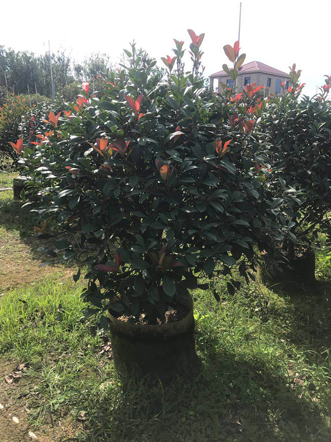 紅葉石楠球是喬木還是灌木?紅葉石楠球介紹