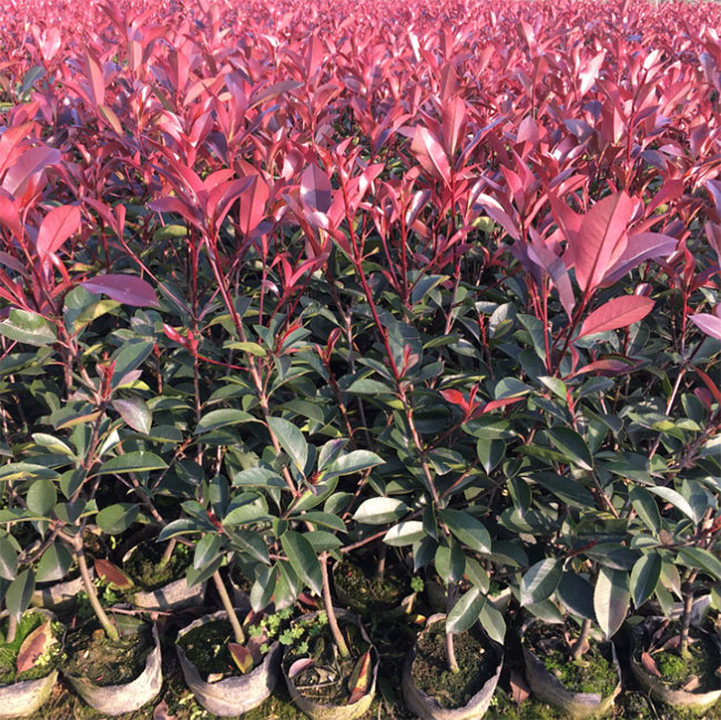 紅葉石楠球是喬木還是灌木?紅葉石楠球介紹