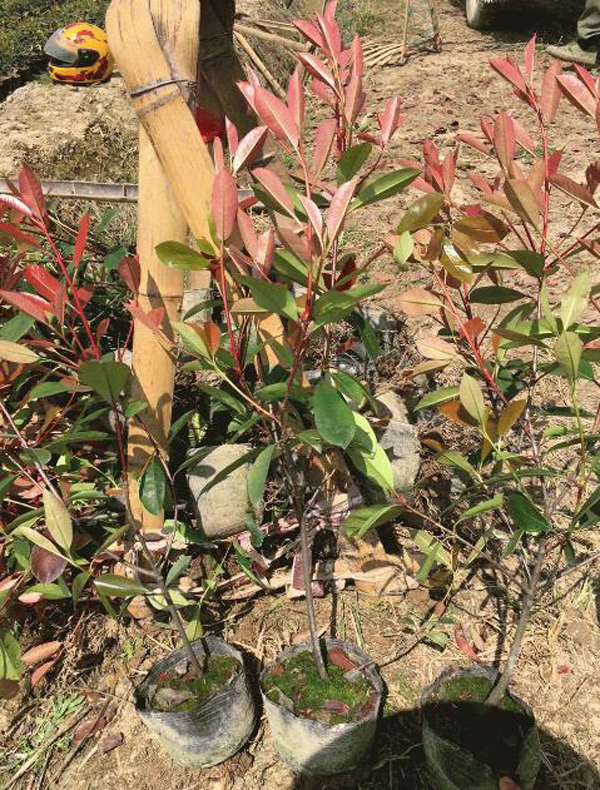 紅葉石楠扦插苗