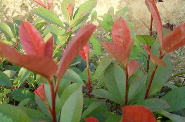 紅葉石楠扦插苗