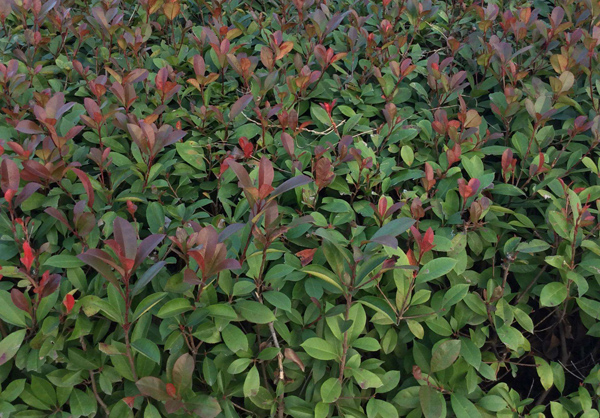 紅葉石楠扦插苗