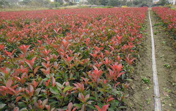 紅葉石楠扦插苗