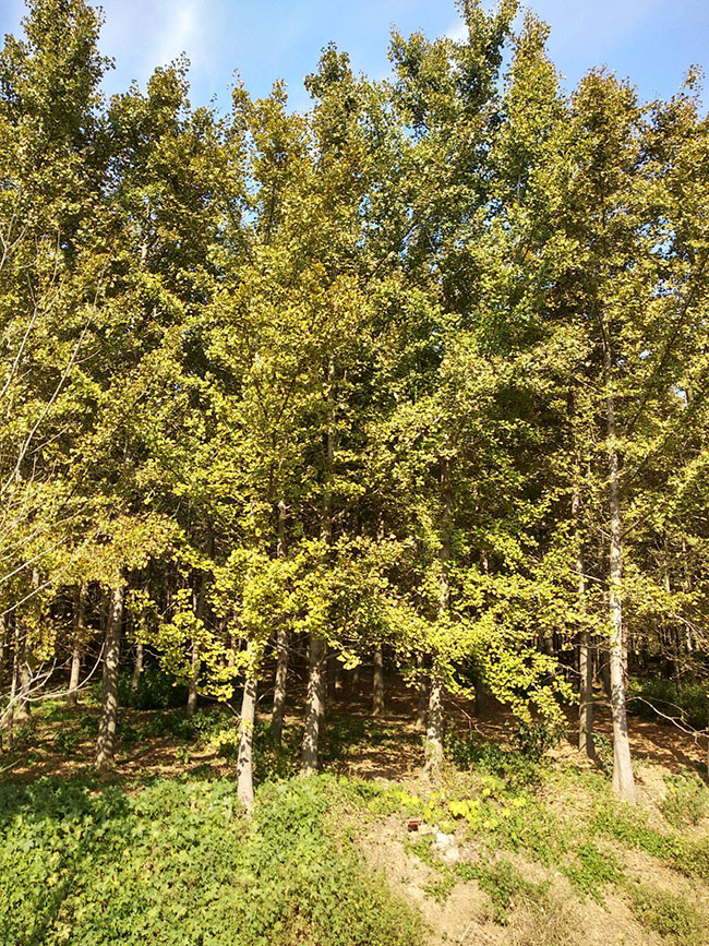 銀杏樹苗多少錢一棵?銀杏樹苗怎么種植?