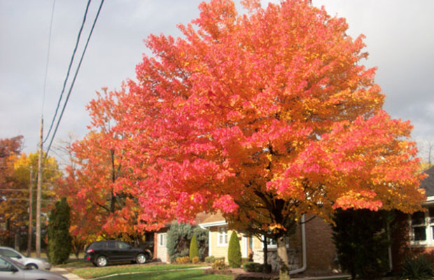 美國紅楓7.jpg