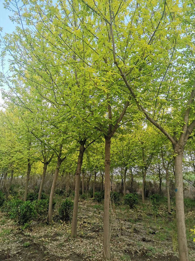 復葉槭怎么修剪?金葉復葉槭修剪時間方法