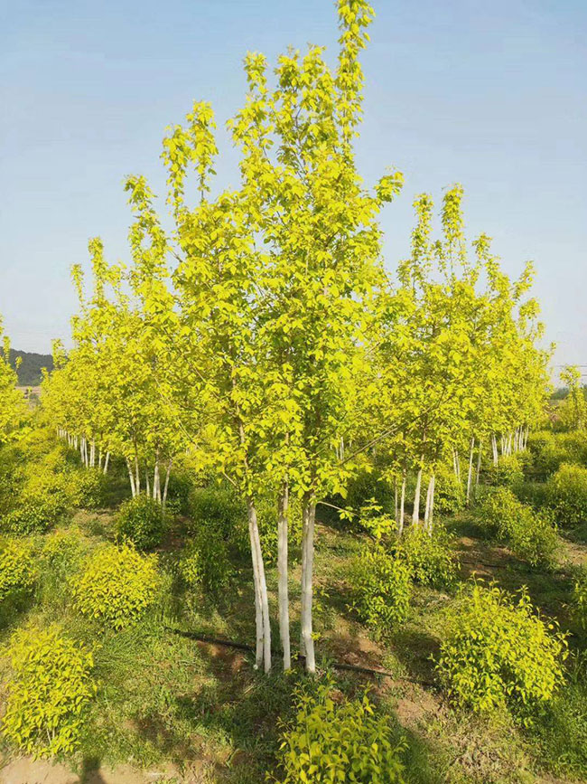 復葉槭怎么修剪?金葉復葉槭修剪時間方法