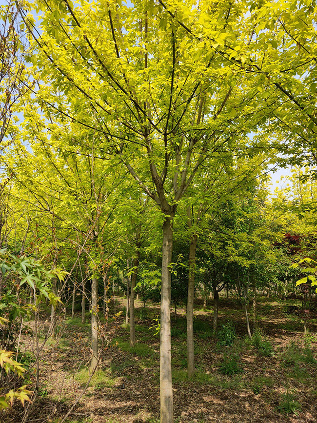 復葉槭怎么修剪?金葉復葉槭修剪時間方法