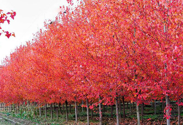 美國紅楓