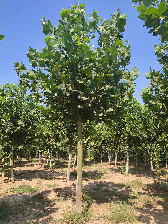 法國梧桐樹苗多少錢一顆