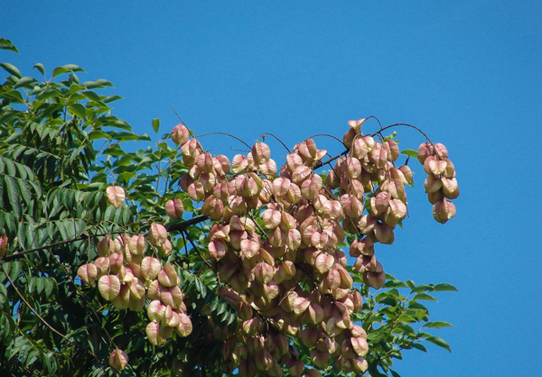 欒樹的果實