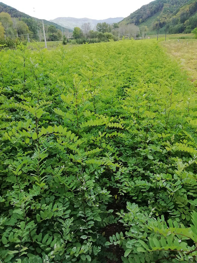 刺槐可以嫁接金枝槐嗎?金枝槐是如何嫁接?g