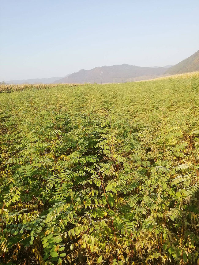 刺槐可以嫁接金枝槐嗎?金枝槐是如何嫁接?