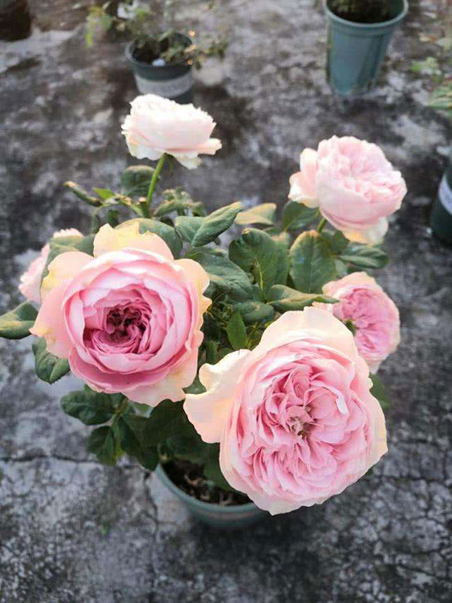 月季花根怎么種植?月季花栽培技術