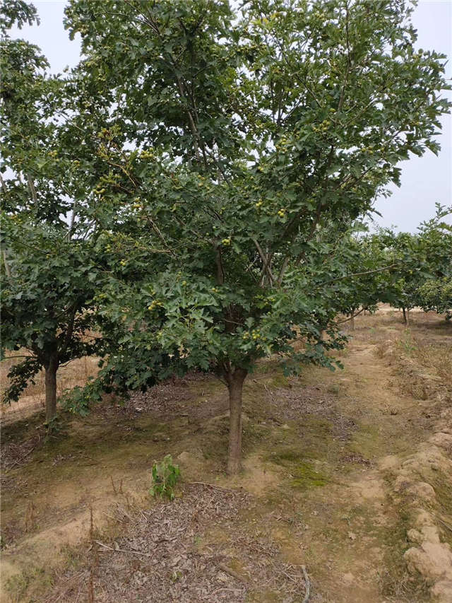 沭陽(yáng)長(zhǎng)景園林山楂種植基地實(shí)拍圖片