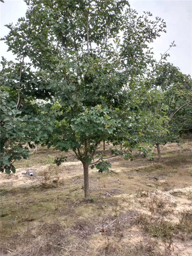 沭陽(yáng)長(zhǎng)景園林山楂種植基地實(shí)拍圖片