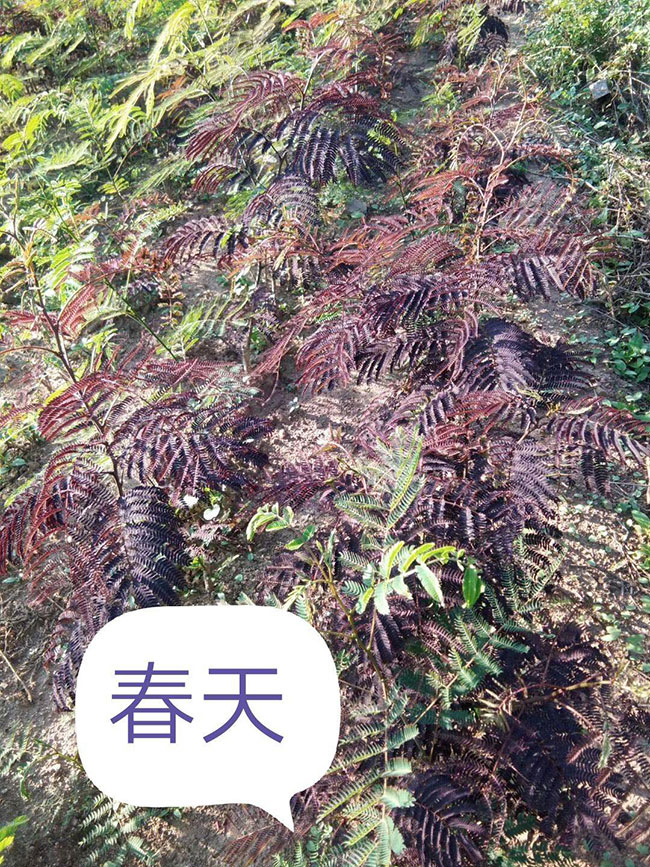 紫葉合歡樹的前景如何?紫葉合歡市場前景分析