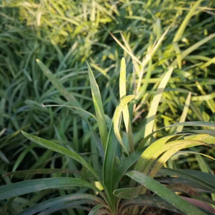 蘭花三七長景園林沭陽