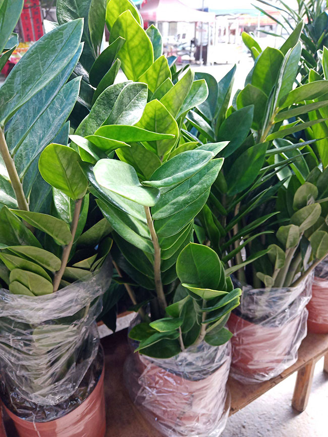 金錢樹價格多少錢一盆