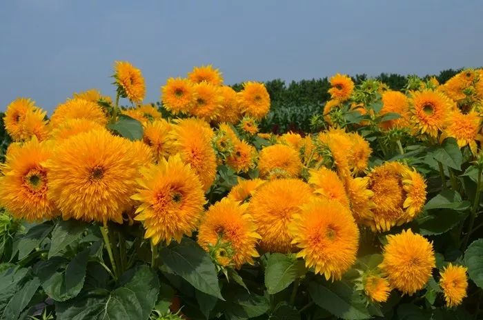 輝煌系列向日葵 輝煌系列向日葵