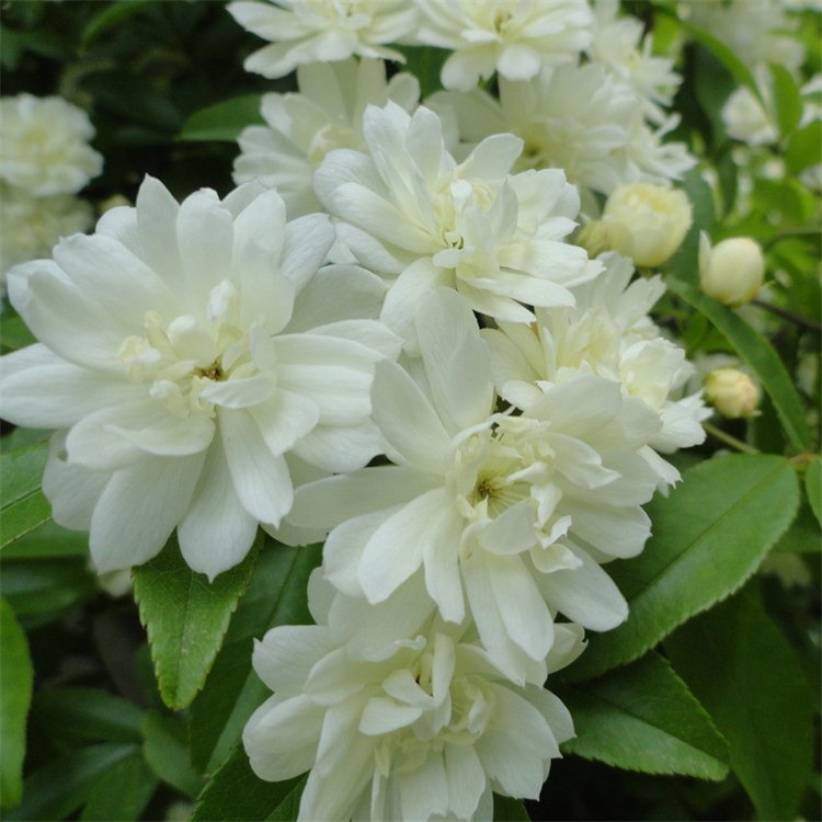 白色木香 白色木香